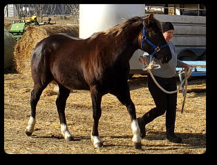 Quincy at 3 yrs old (Mar 2021) Black Silver EEaaZz
