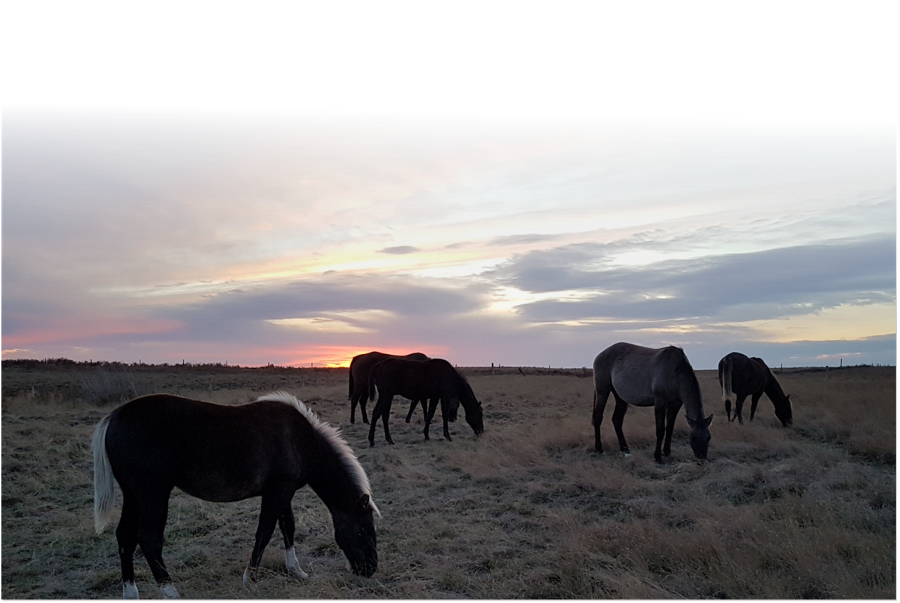 Chilcotin Quarter Horses - homepage background