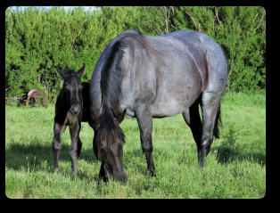 Beautiful double homozygous Blue Roan mare