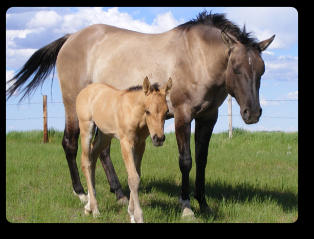 Very sweet tempered double homozygous Grulla mare