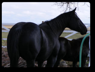 Daughter of 8 time grand champion, Chex My Magic