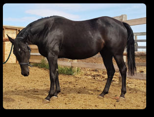 Daughter of Big Chex Cola, full sister to Black Magic Show