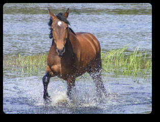 Dexter, 3 yr old Chilcotin grade gelding