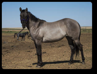 River is a stunning young mare at 3 yrs old (2015)  Photo by Andrea Webb