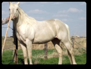 Ozzie is a Gold Cream Champagne, eeAaCRcrCHch, spring 2016