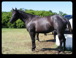 2014 Blue Roan Filly (EEaaRNrn)