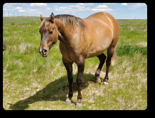 Fae at 3 yrs old (2022)