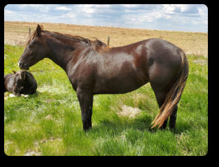 Ebony at 3 yrs old (2022)