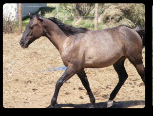 Dasha as a yearling (Spring, 2015)