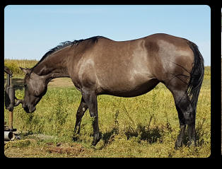 Dasha showing her dapples (2017)