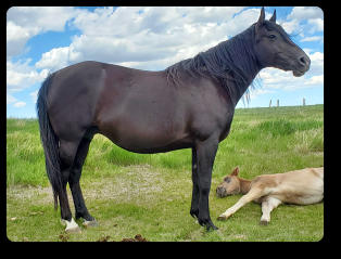 Black filly 3 yrs old (2017) Taken close to sunset