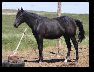 Black filly as a yearling (Spring, 2015)