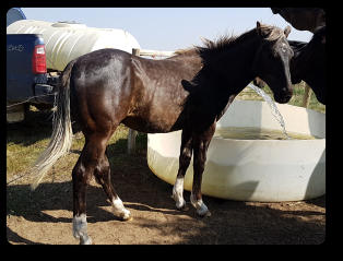 Quincy as a yearling (2019)