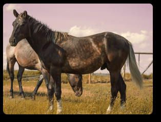 Quincy as a yearling