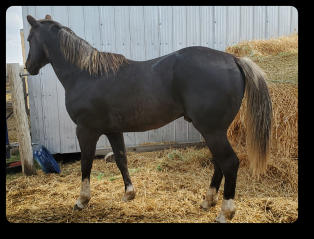 Quincy at 4 yrs old (2022)