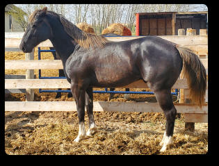 Quincy at 5 yrs old (2023) EEaaZz