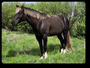 Quincy at 5 yrs old (Apr 2023) Black Silver EEaaZz
