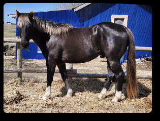Quincy at 6 yrs old (Apr 2024) 