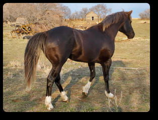 Quincy at 4 yrs old (Apr 2021) Black Silver EEaaZz