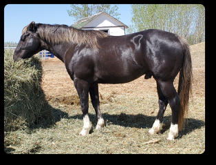 Quincy at 6 yrs old (Apr 2024) Black Silver EEaaZz