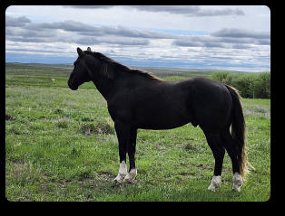Quincy at 6 yrs old (Apr 2024) 