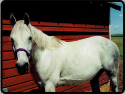 The same horse at 8 yrs old