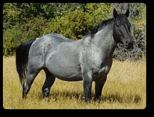 Blue Roan Quarter Horse Stallion (2017)