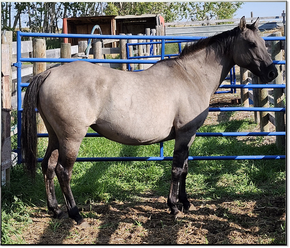 Sheza-AQHA dunskin quarter horse mare