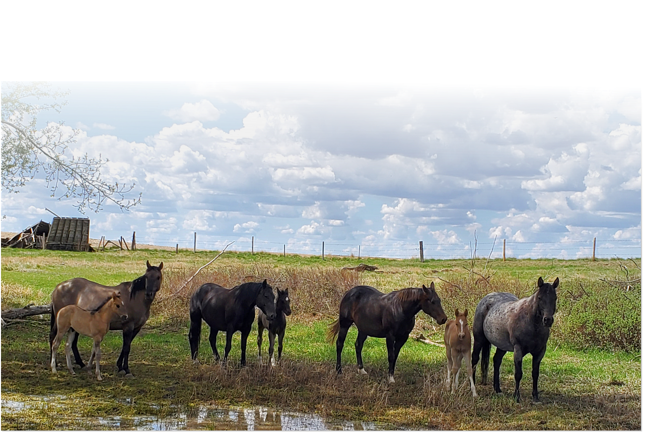 Chilcotin Quarter Horses - homepage background